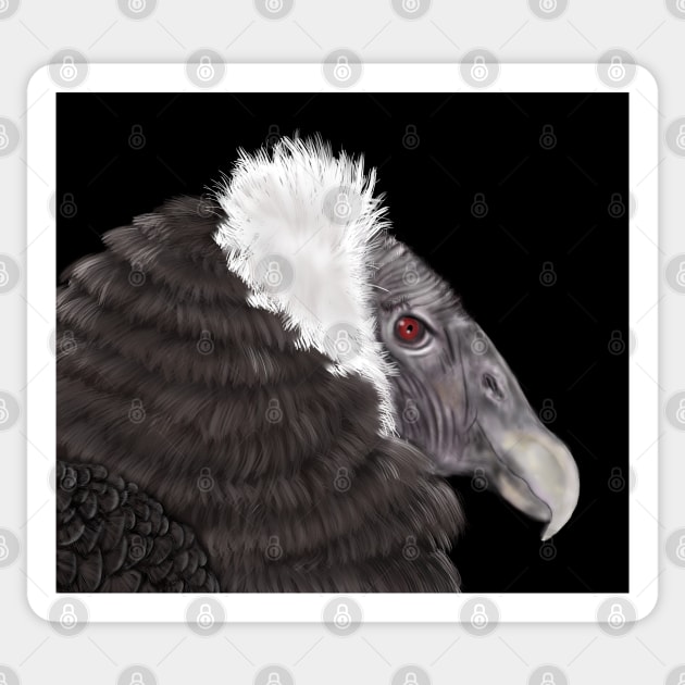 Illustrated Andean Condor Sticker by H. R. Sinclair